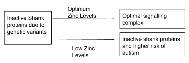 Autism Risk Genes Also Linked To Higher >> How Does Maternal Zinc Intake Affect Autism Risk In Children Autism Risk Genes Also Linked To Higher >> How Does Maternal Zinc Intake Affect Autism Risk In Children