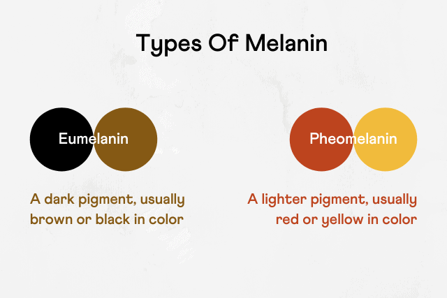 Infographic showing a Venn diagram depicting different types of melanin