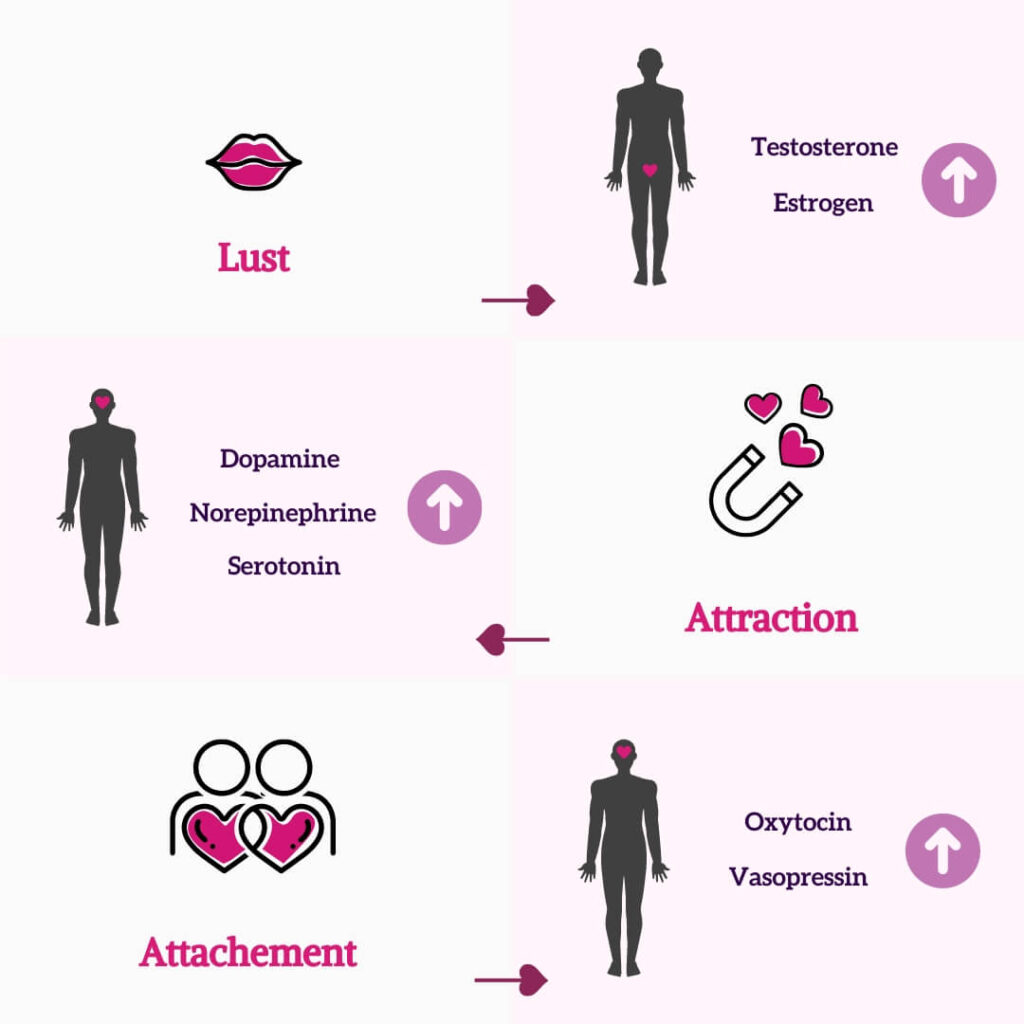 Infographic demonstrating how DNA can help you dating prospects