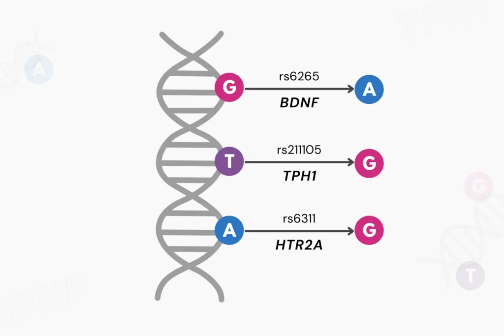 What are RSIDs? A diagram explaining how RSIDs work as single-nucleotide polymorphisms.