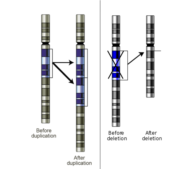 An illustration of the wopking of copy number variants (CNVs)