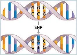 An illustration of the working of an SNP that affects a single nucleotide at a time.