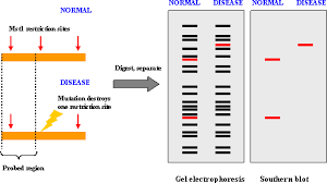 An illustration of the study of restriction fragment length polymorphisms (RFLPs)
