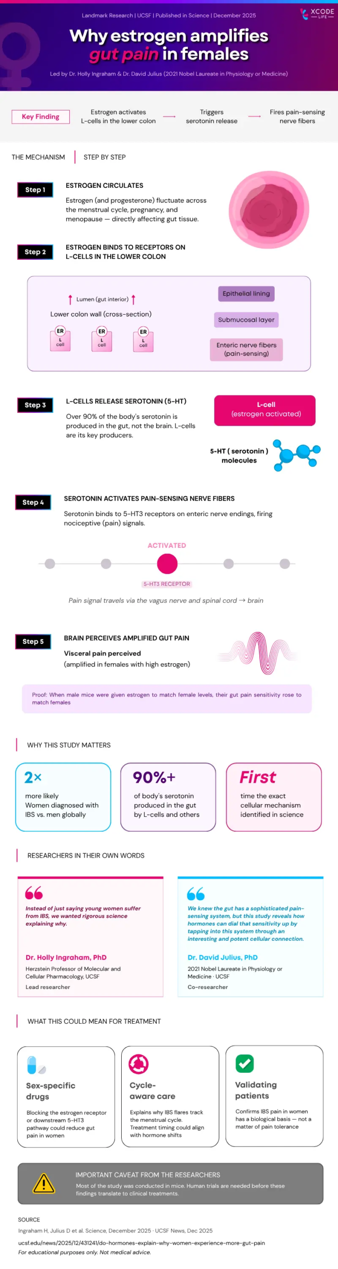 Infographic explaining how estrogen may amplify gut pain in females through a step-by-step biological mechanism. It shows estrogen circulating and binding to receptors on L-cells in the lower colon, triggering serotonin release in the gut, which activates pain-sensing nerve fibers and sends signals to the brain, resulting in heightened visceral pain perception. The graphic highlights that most of the body’s serotonin is produced in the gut and notes experimental evidence from animal studies. Additional sections summarize why the findings matter, include expert commentary, and outline potential implications such as sex-specific treatments and cycle-aware care, while emphasizing that more human research is needed.